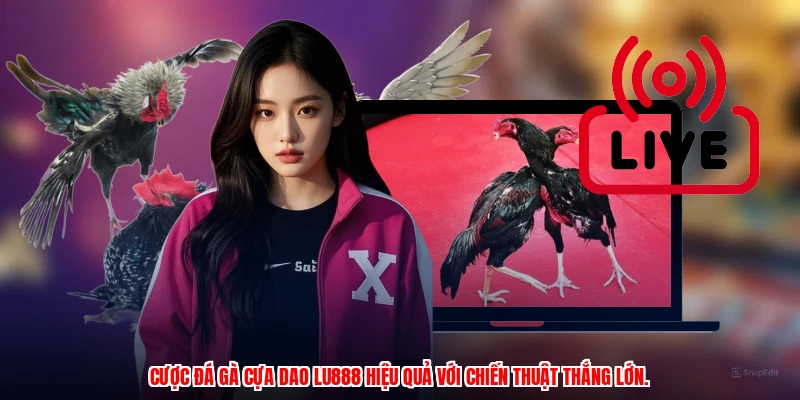 Cược đá gà cựa dao LU888 hiệu quả với chiến thuật thắng lớn.
