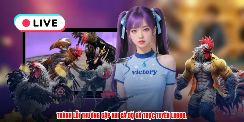 Tránh lỗi thường gặp khi cá độ gà trực tuyến LU888.